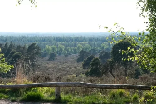 13. Natuurgebied Holterberg